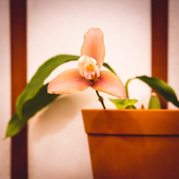 Orkide Saksı Çiçeği