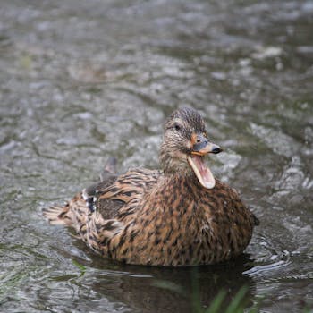Bebek Doğum Aranjmanı