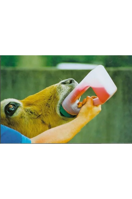 Buzağı İlaç İçirme Biberonu